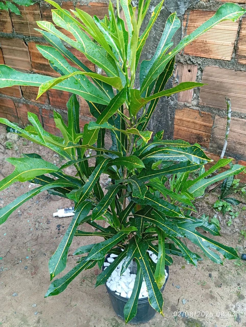 Plantas 