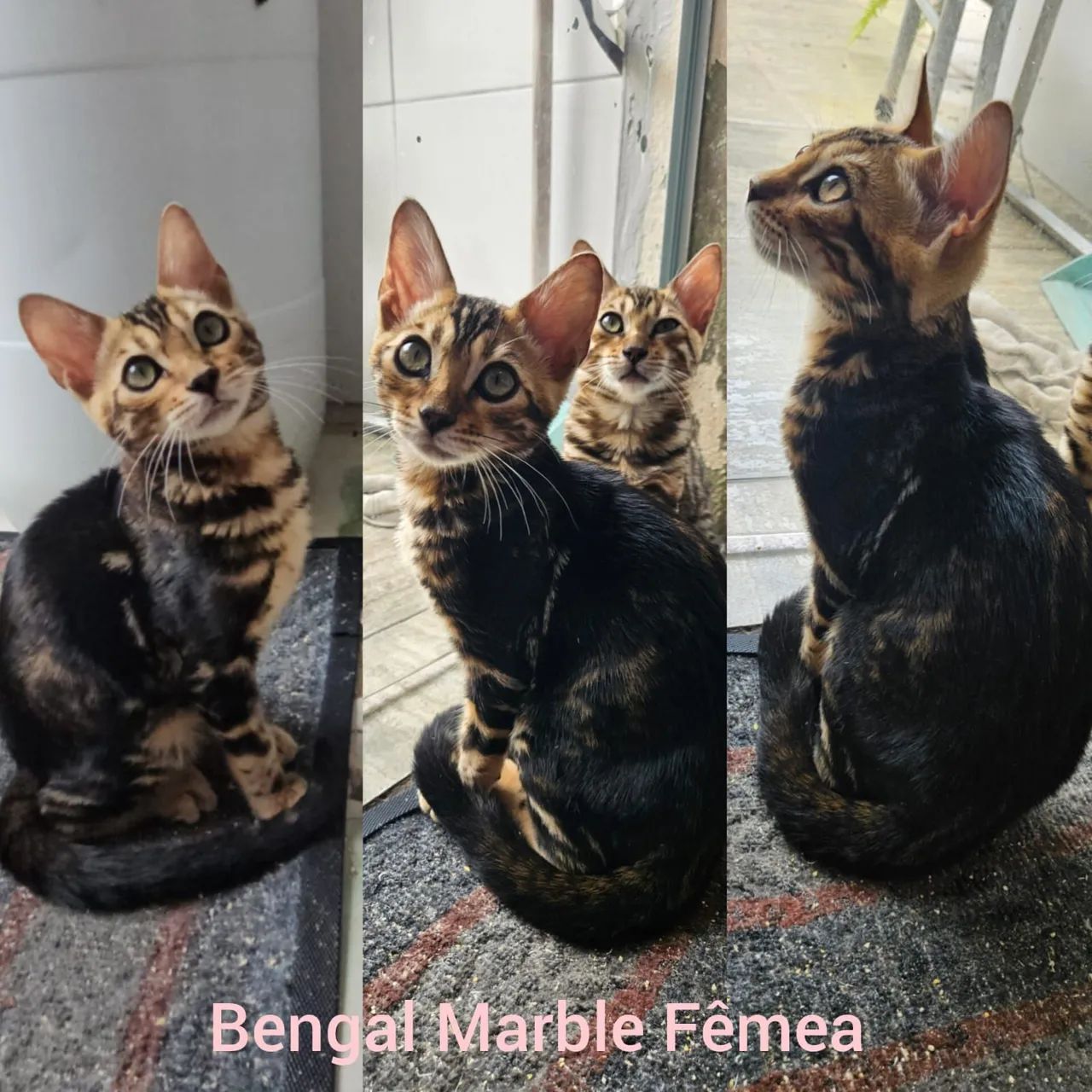 Bengal de Rosetas e Marble Filhotes - Gatil BSB Cat - Foto 4