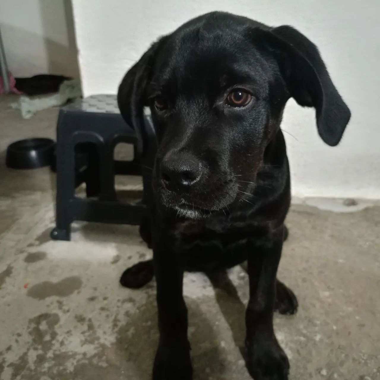 Cachorro cane corso fêmea 