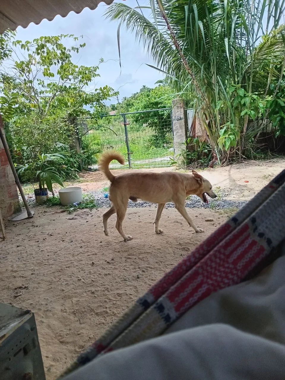 Vende-se pequena casa  com terreno  - Foto 4