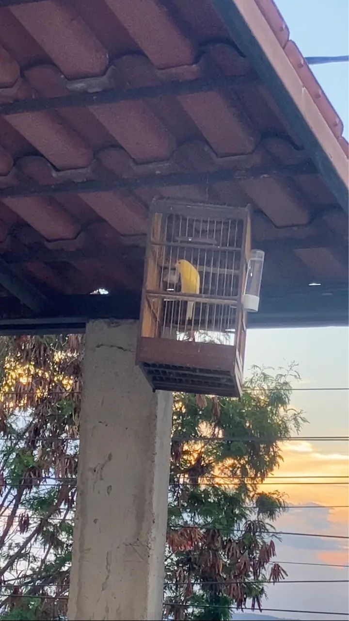 Gaiolas disponíveis 