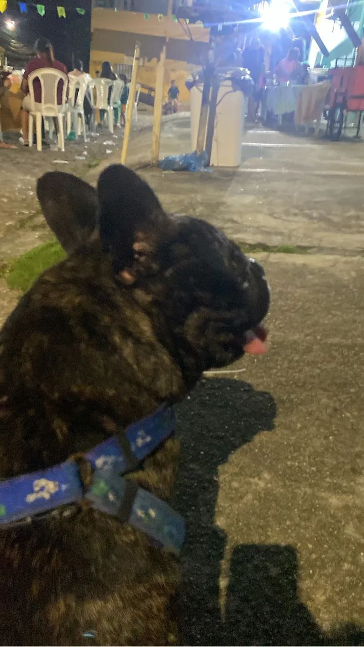 Buldogue francês 