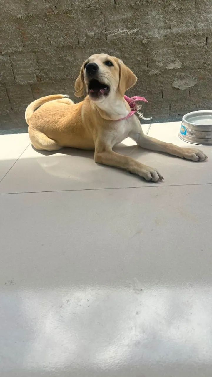 FILHOTES PRA DOAÇÃO  - Foto 2