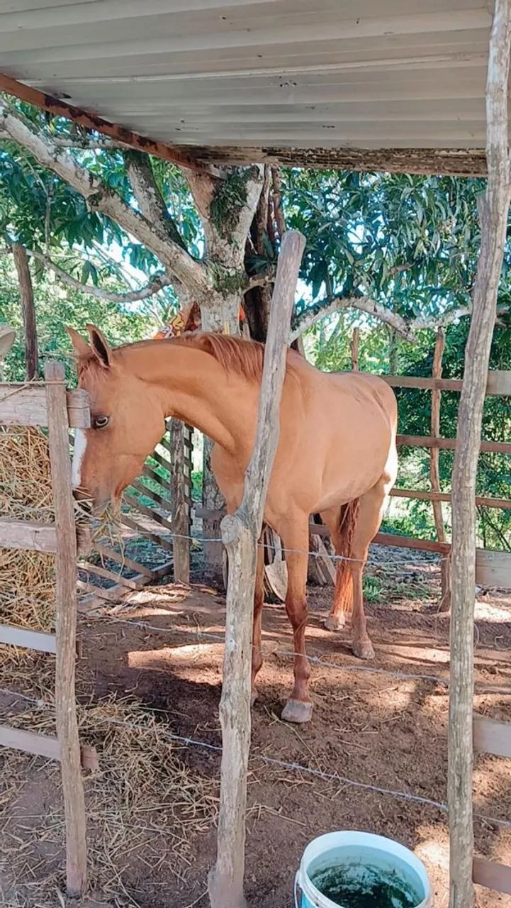 Potra para vender! - Foto 2