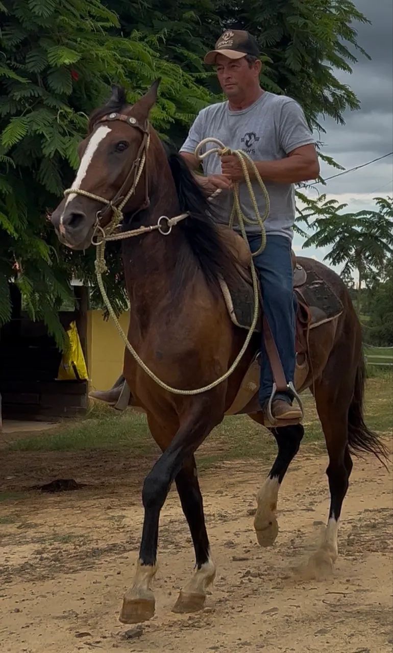Morena Franca do Criatório RWS égua Mangalarga Paulista - Foto 3