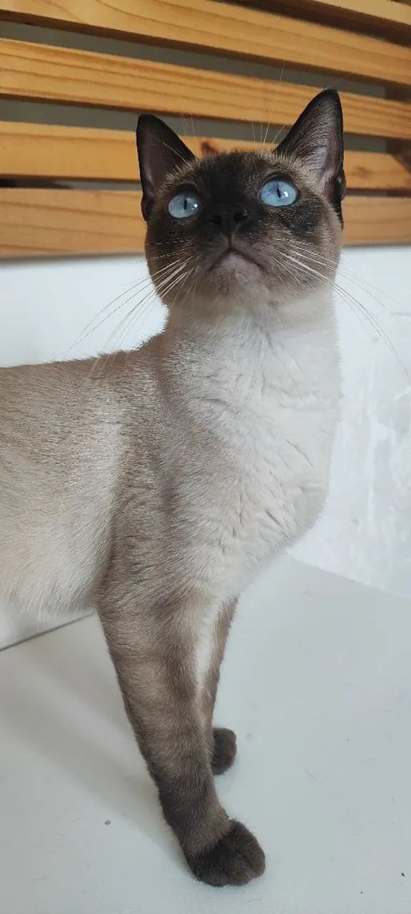 Gata siamês, castrada  - Foto 4