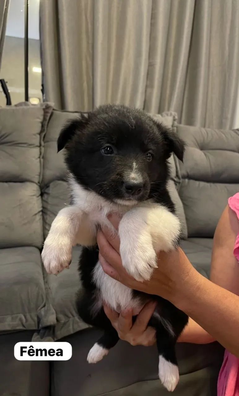 Cachorro badercolle   - Foto 2