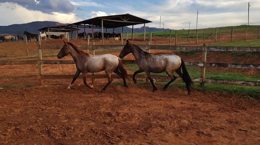 Potros Mangalarga  - Foto 2
