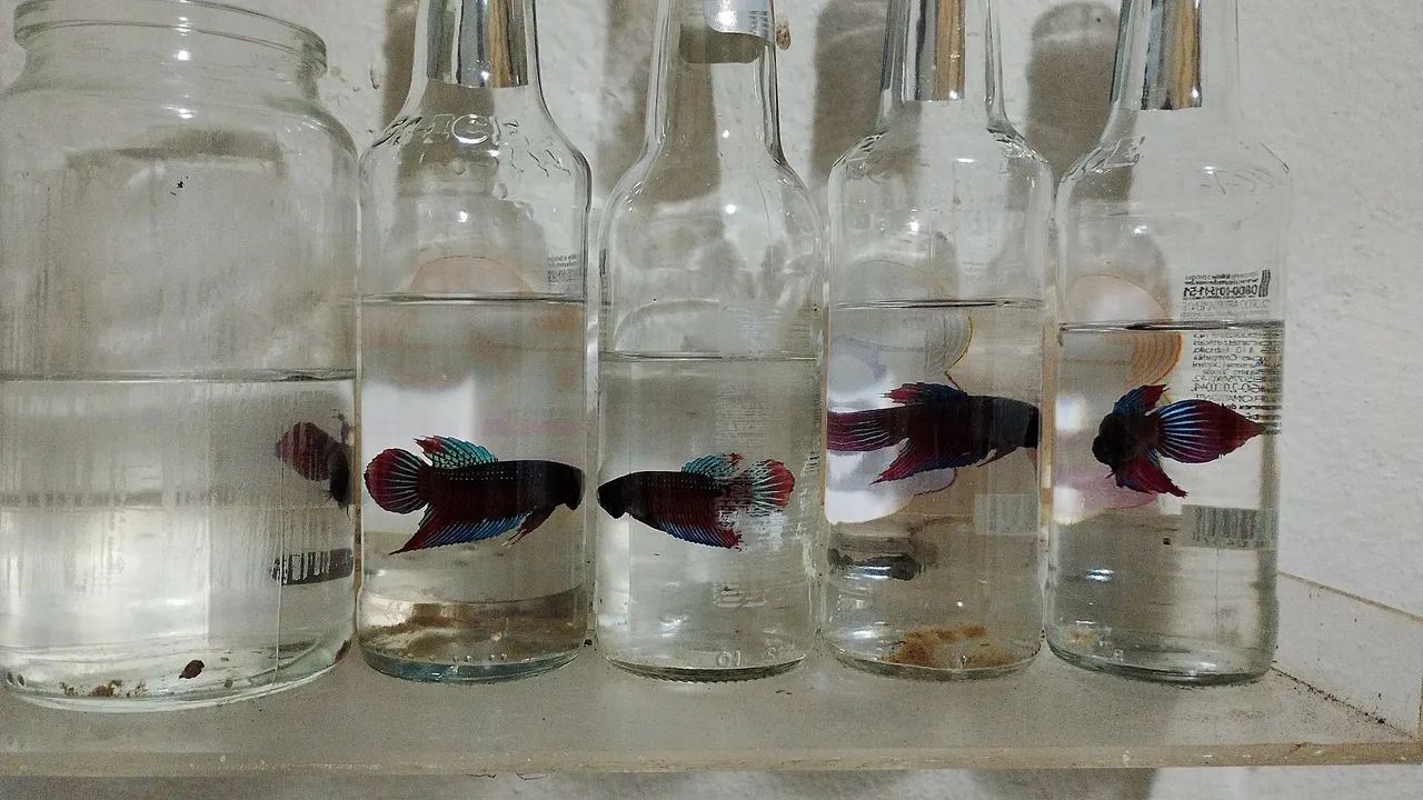 Vendo beta de qualidade - Foto 4