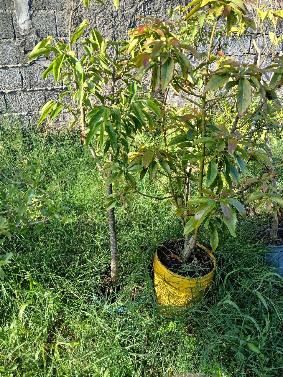 Muda de frutíferas 