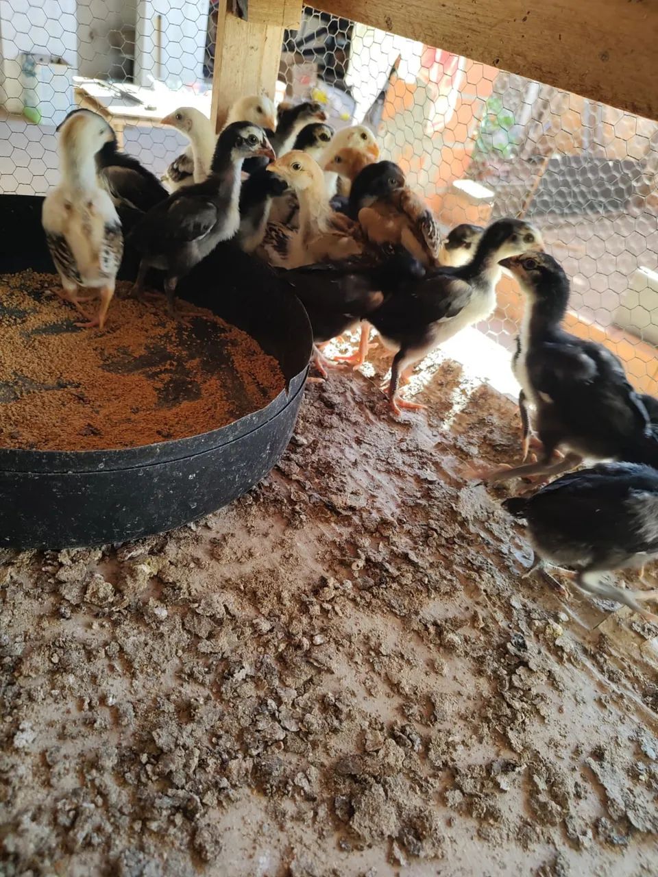 Franguinhos índio puros  - Foto 5