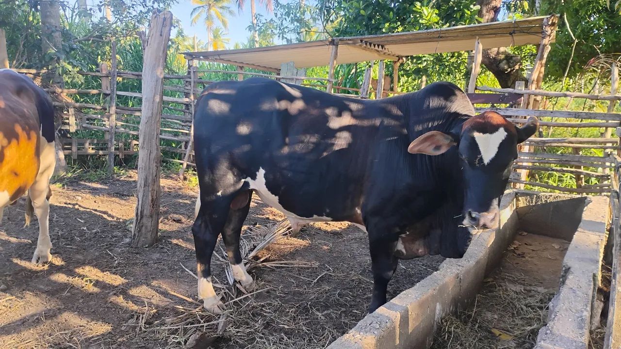 Garrote a venda 