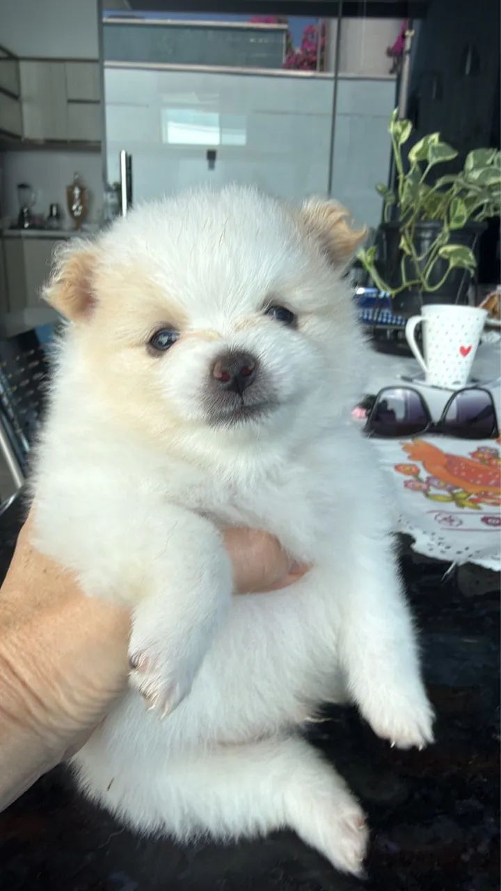Pets  - Foto 2