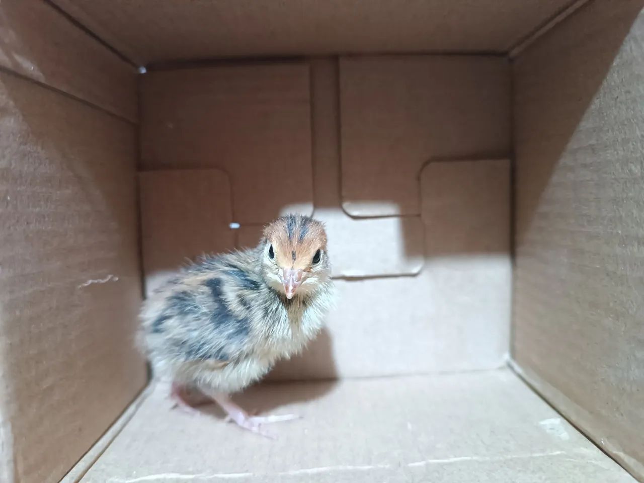 Pintinho de codorna gigante  - Foto 4