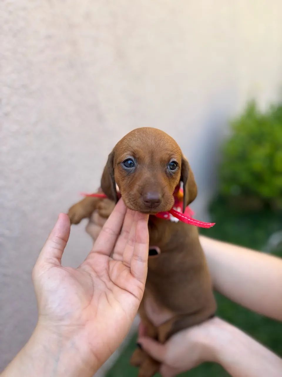 fêmea dachshund dourada  - Foto 2