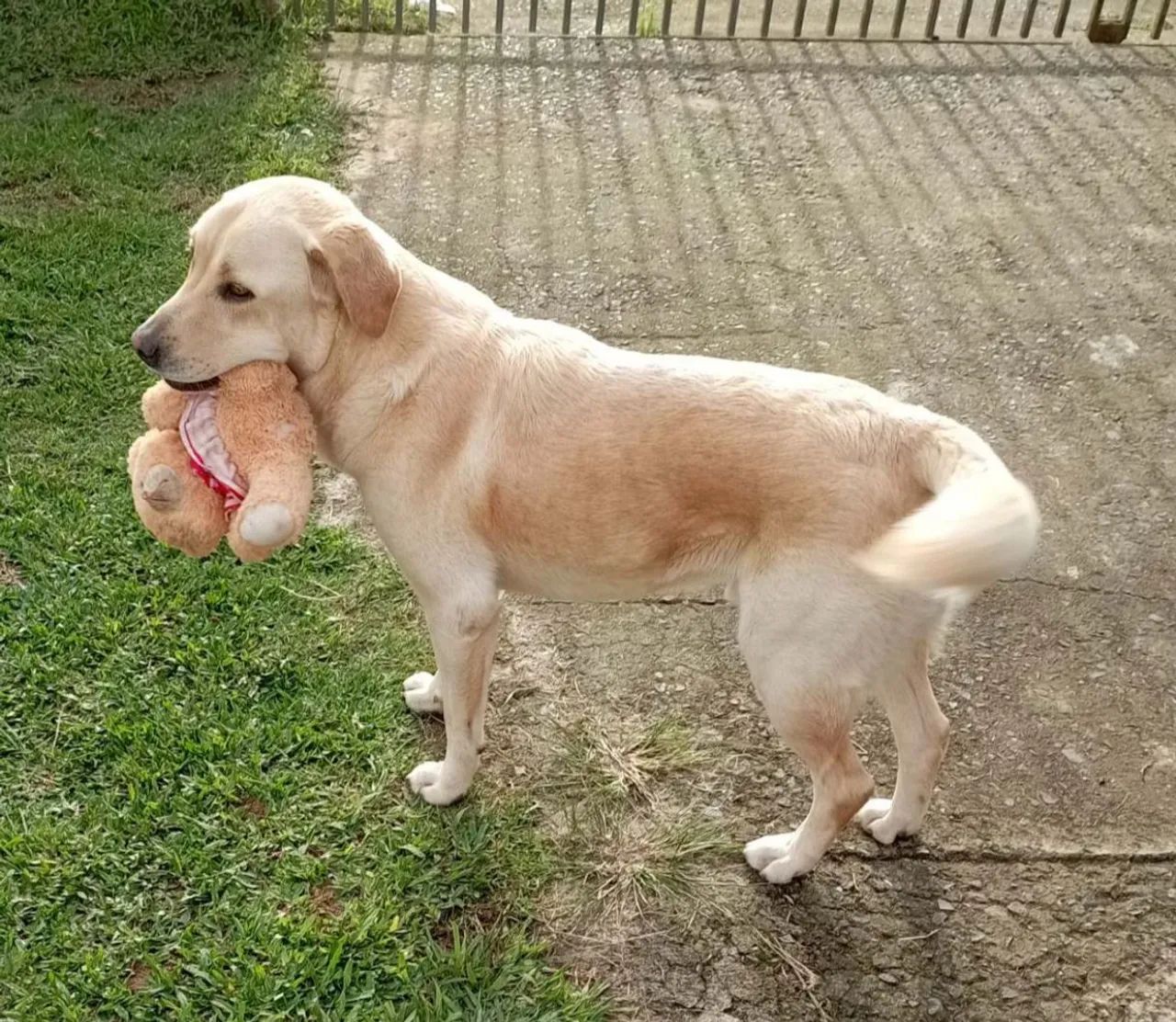 Doação labrador