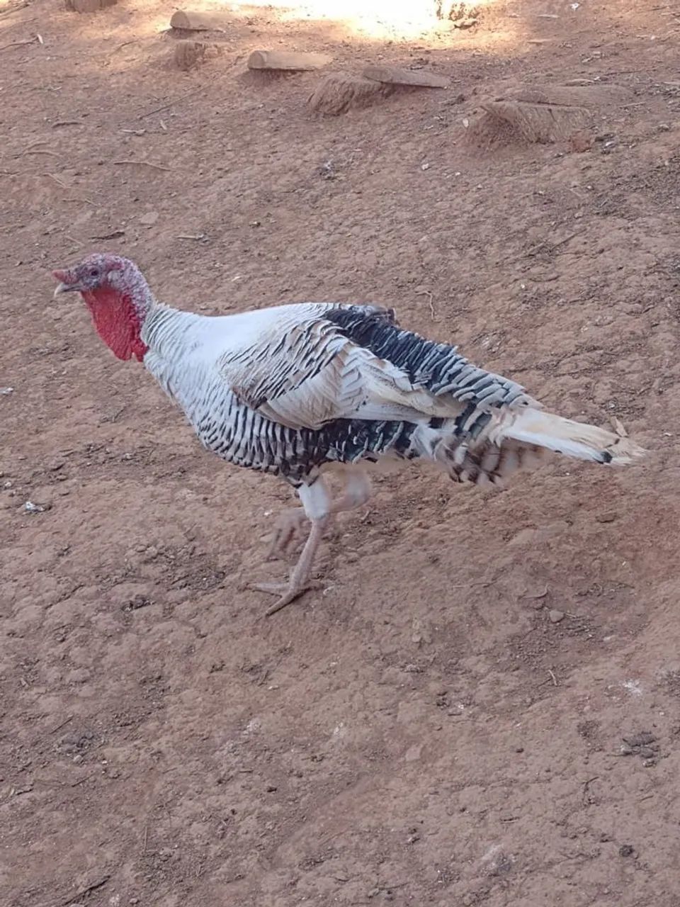 PERU ADULTO E FRANGO - Foto 5