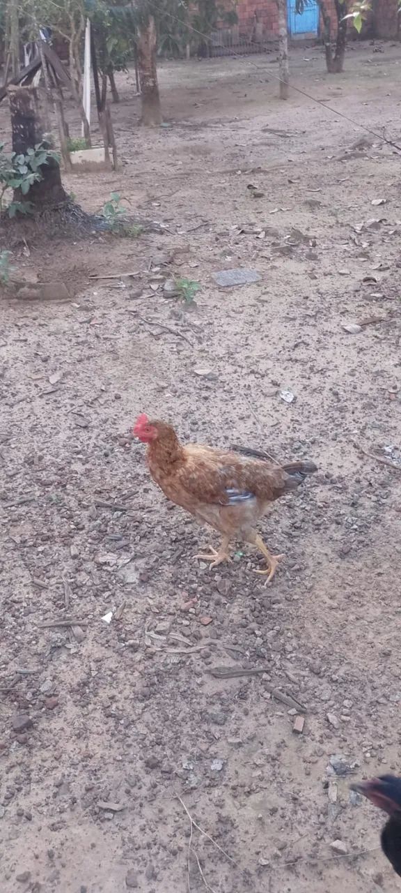 Uma Galinha  Poedeira Botando ovos Azul. - Foto 3