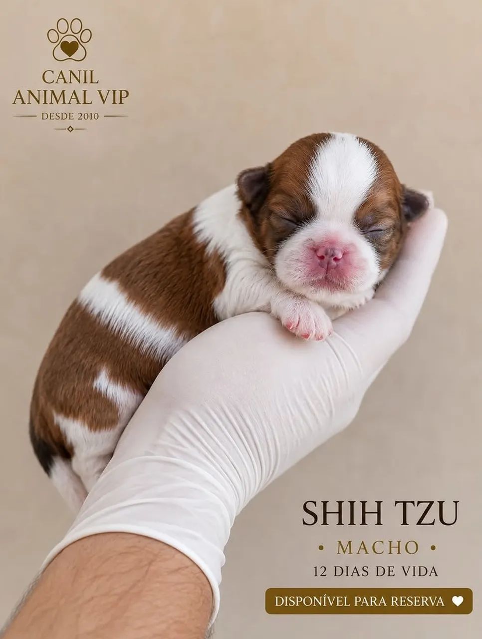Shih Tzu macho - Foto 2