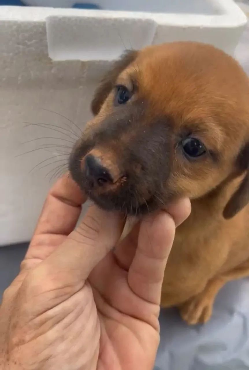 Doação de cachorrinhos - Foto 2