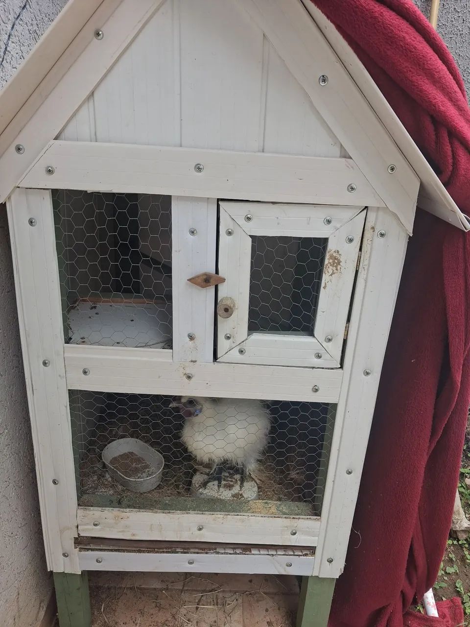 Vendo viveiro com GALO sedoso e codornas - Foto 3