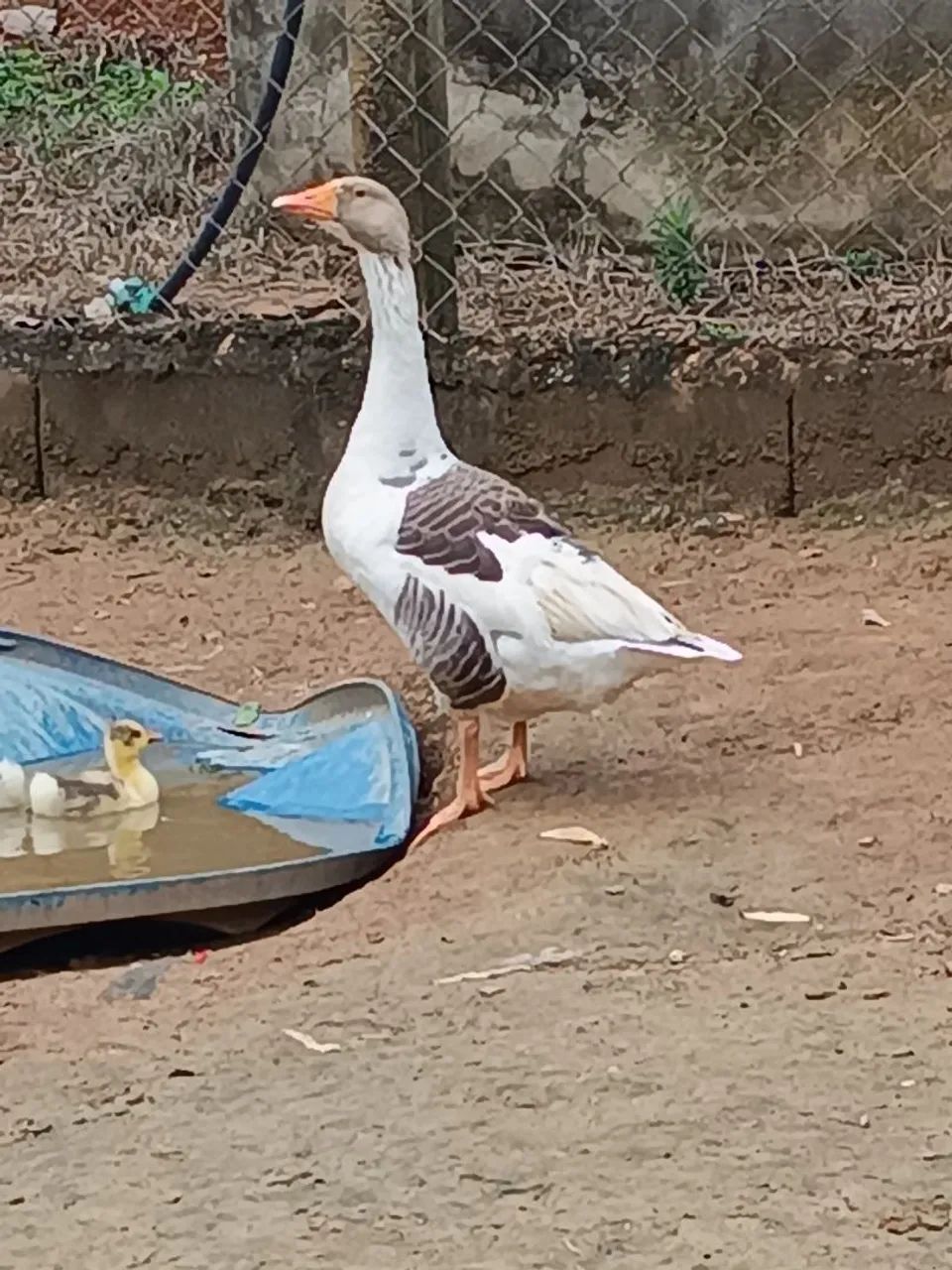 Gansa caipira