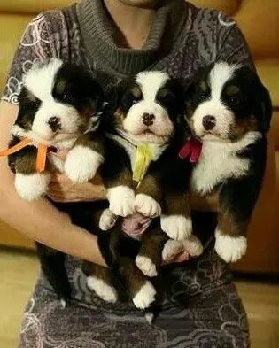 Bernese "Força tranquila é minha marca."