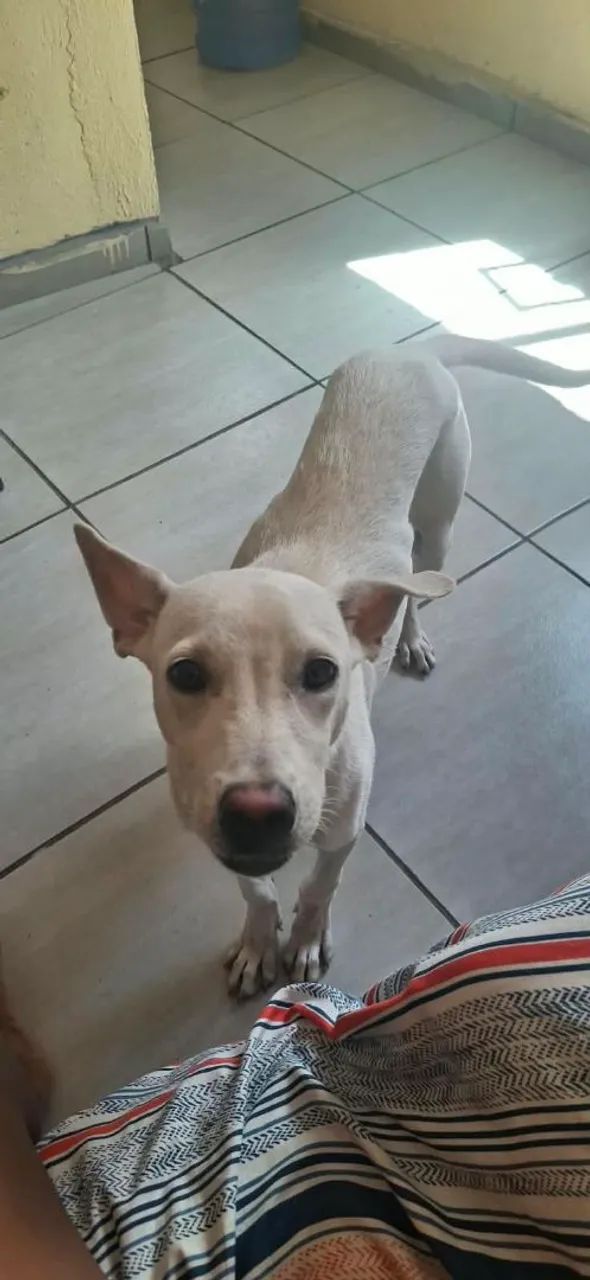 Cachorro pra doação  - Foto 2