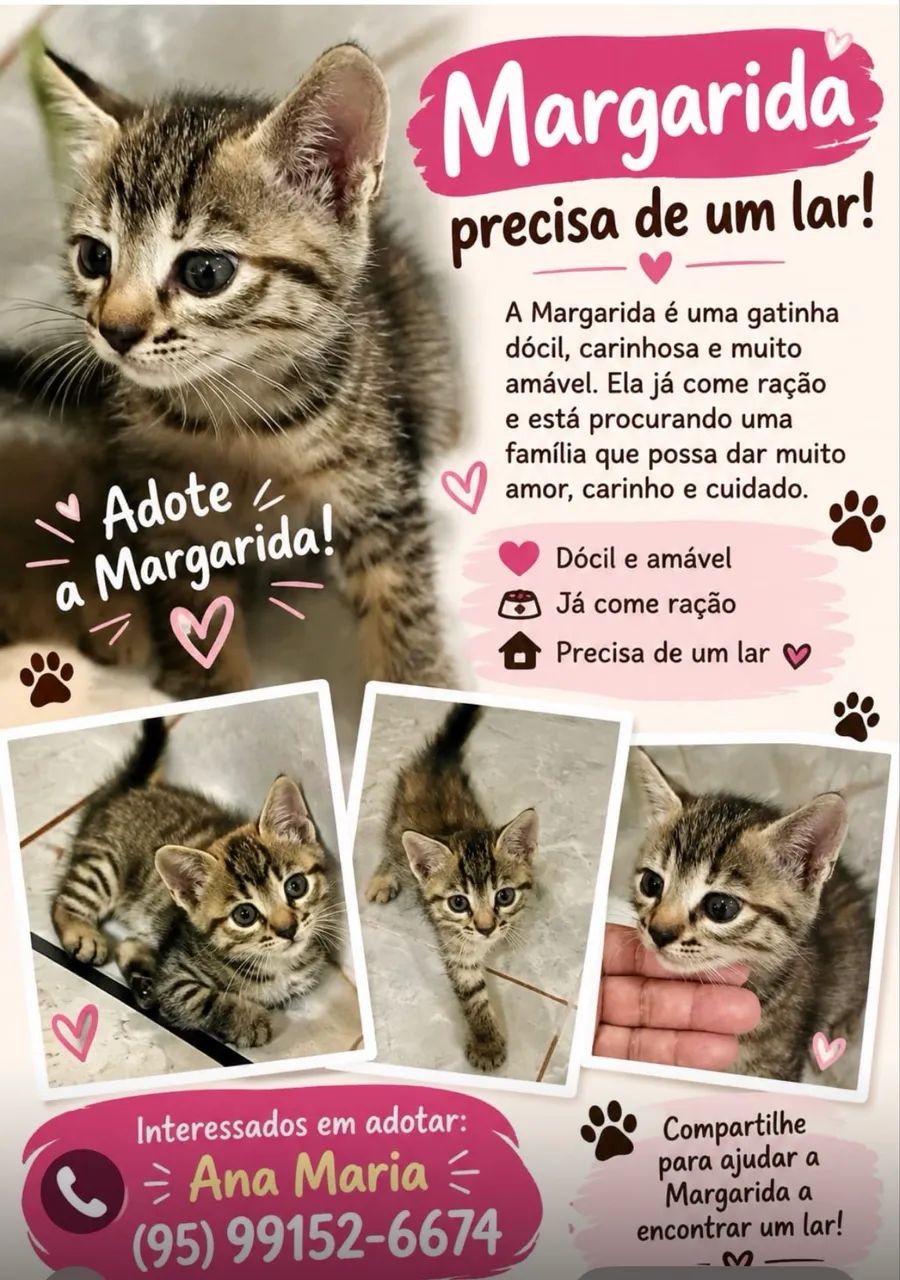 Gatinha pra adoção  - Foto 4