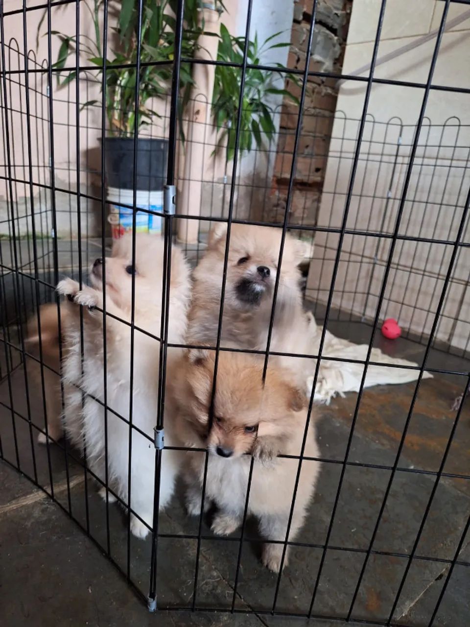 cachorro - Foto 5