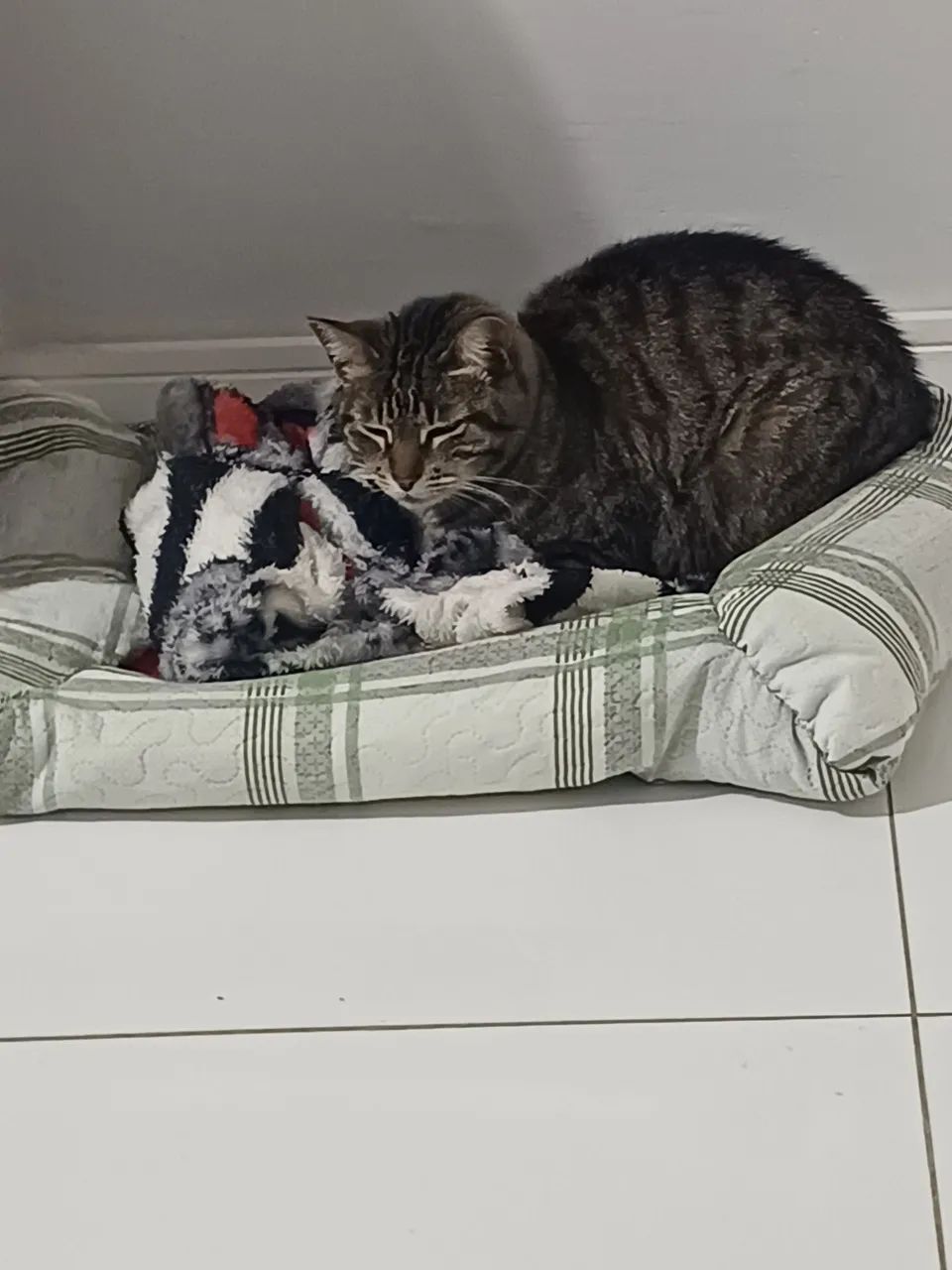 Amora procura um novo lar (Doa-se Gatinha) - Foto 2