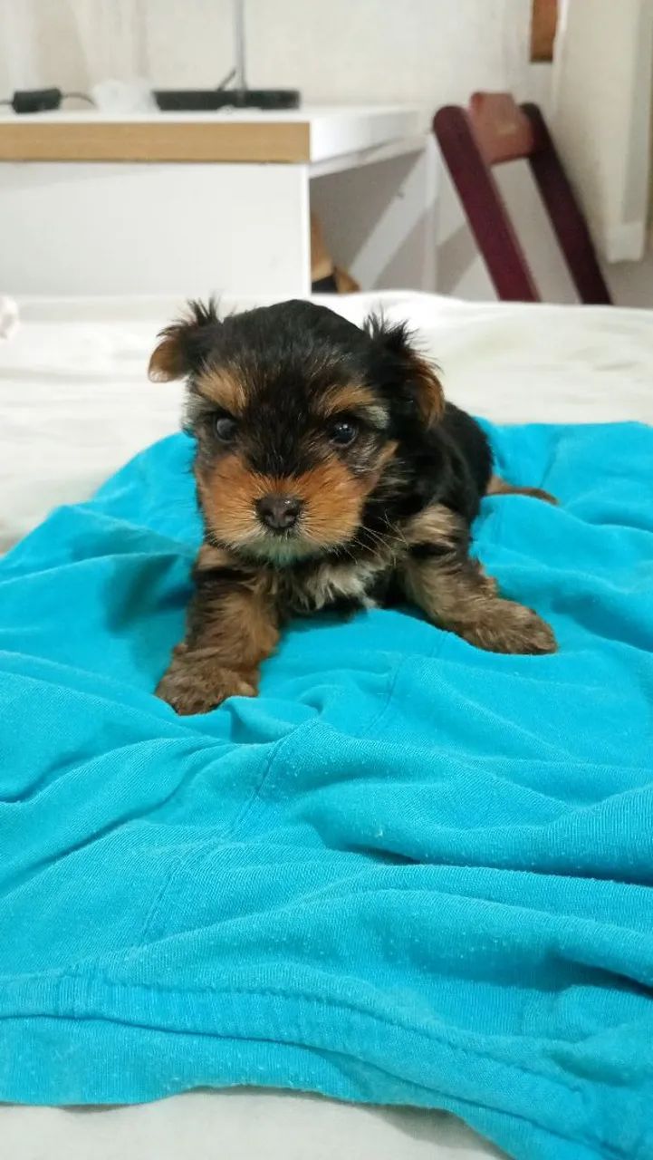 Lindo machinho de Yorkshire 