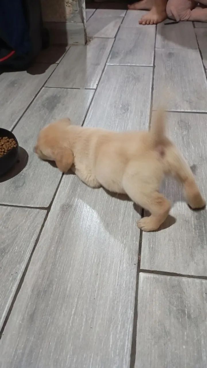 Labrado  - Foto 3