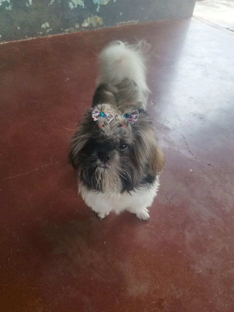 Cachorro  - Foto 4