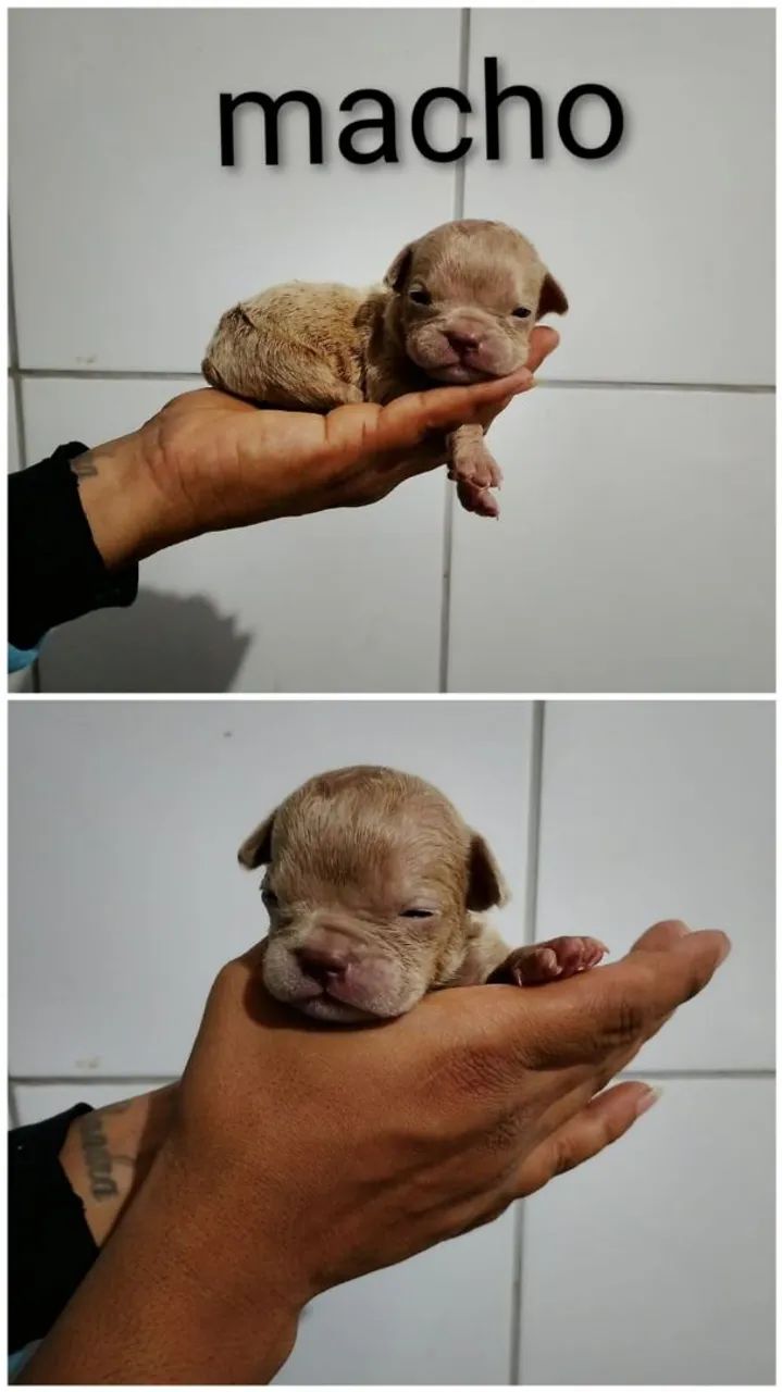 American Bully - Foto 2