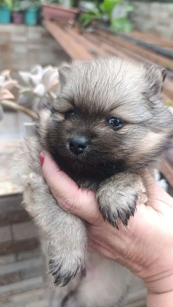 Lulu Spitz  - Foto 3
