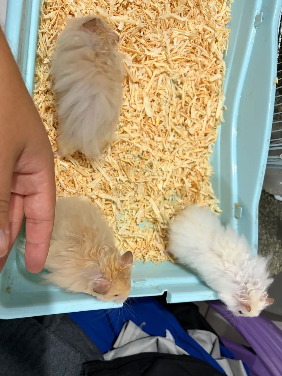 Hamster  - Foto 2
