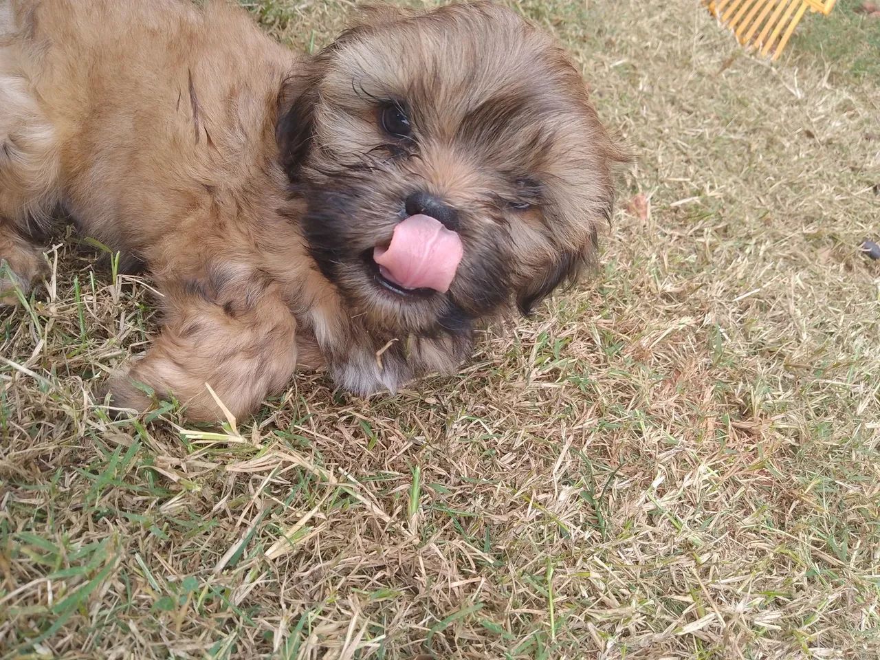 Vende um Shitzu macho  - Foto 3