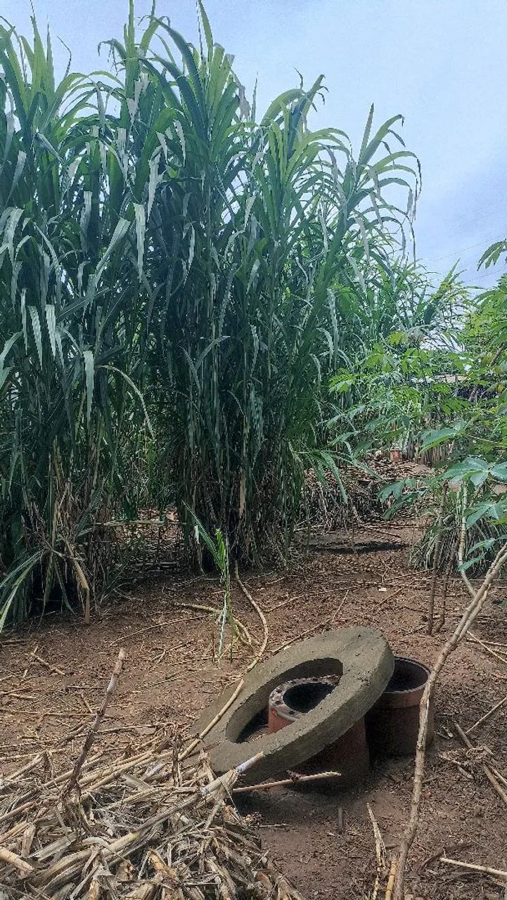 BRS CAPIM AÇU  - Foto 6