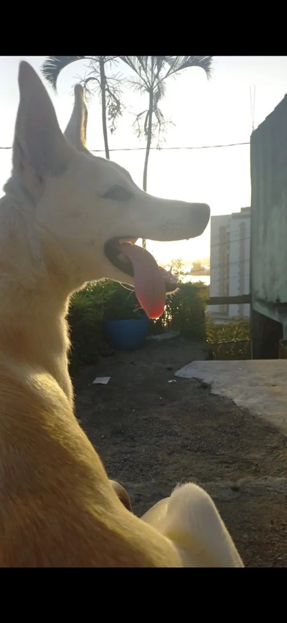 Cachorro  - Foto 2