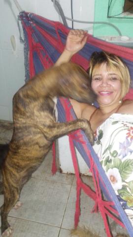 Linda filhote Fila Brasileiro