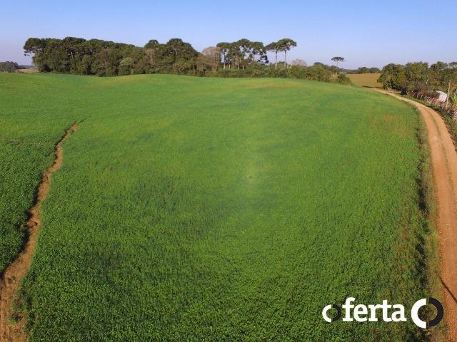 Chácara em Contenda - Foto 3