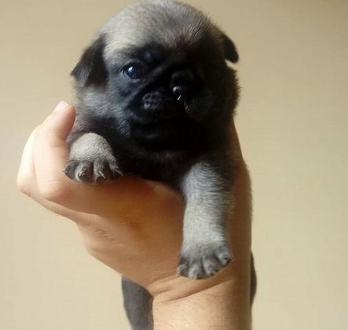 Pug Macho