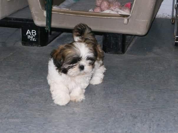 Shih tzu, é no canil PS