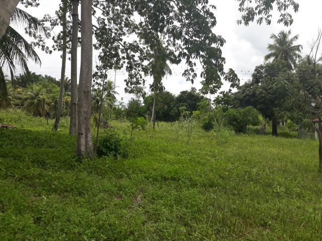 Oportunidade de Chácara, com 5,2 ha, há margem da RN 316, em Monte Alegre/RN - Foto 13