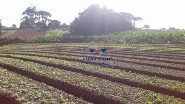 Chácara à venda, 10190 m² por r$ 600.000,00 - colônia murici - são josé dos pinhais/pr