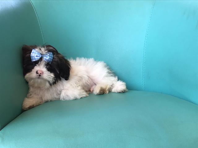 Shih Tzu micro