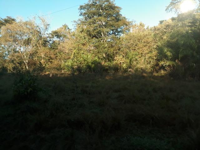 Fazenda 866 Hectares apos 35 km da Agrovila das Palmeiras - Foto 5