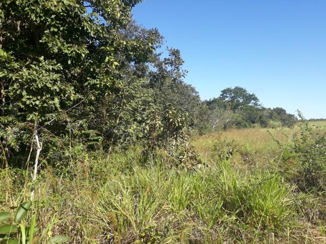 Fazenda com 784,77 hectares entre Jangada e Rosário Oeste - Foto 19