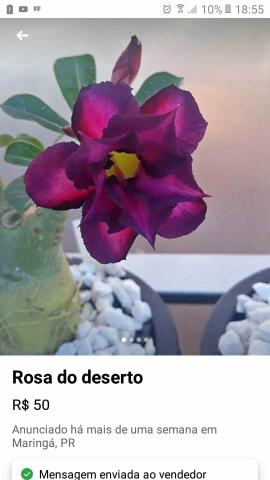 Rosa do deserto - Foto 5